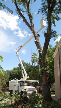 Tree removal picture using bucket truck