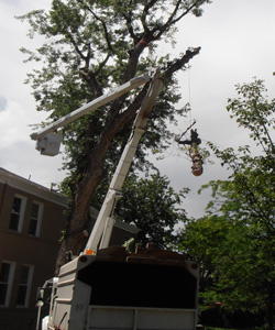 Technical Tree Removal